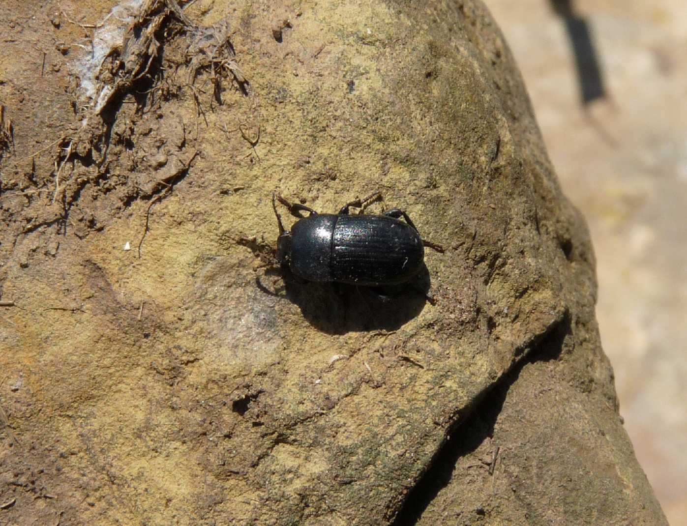 Tenebrionide da det. Pedinus cf. meridianus